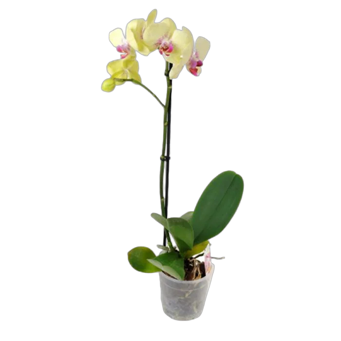 Фал. Амалфи - Amalfi