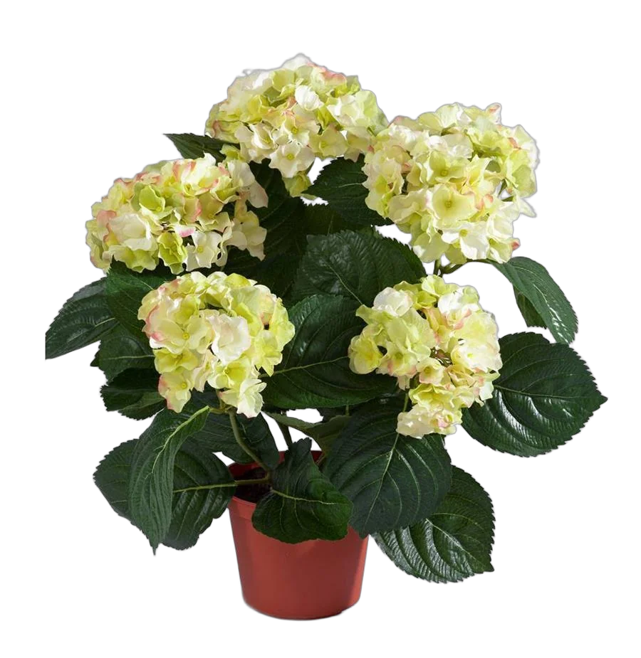 Гидрангия (Гортензия) белая - Hydrangea D15 H45