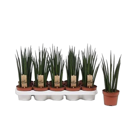 Сансевиерия Микадо - Sansevieria Mikado (fachjan) D12 H40