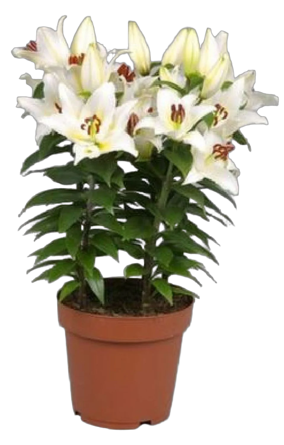 Лилия Восточная белая - Lilium Or Little Rainbow  D24 H50