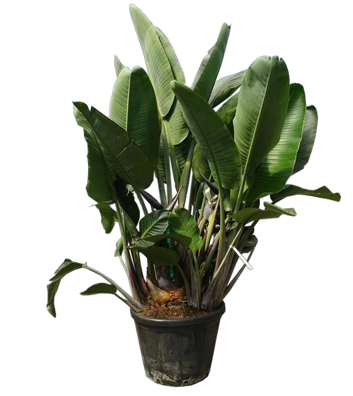 СТРЕЛИЦИЯ королевская - Strelitzia reginae D50 H180