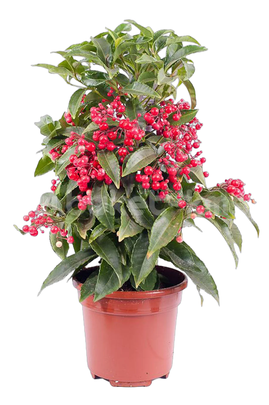 Ардизия - Ardisia D14 H45