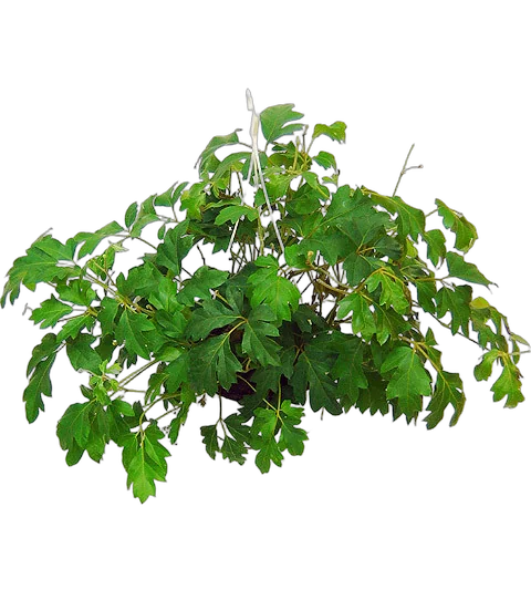 Циссус Элен Даника - Cissus Ellen Danica HANGPOT D18 H30