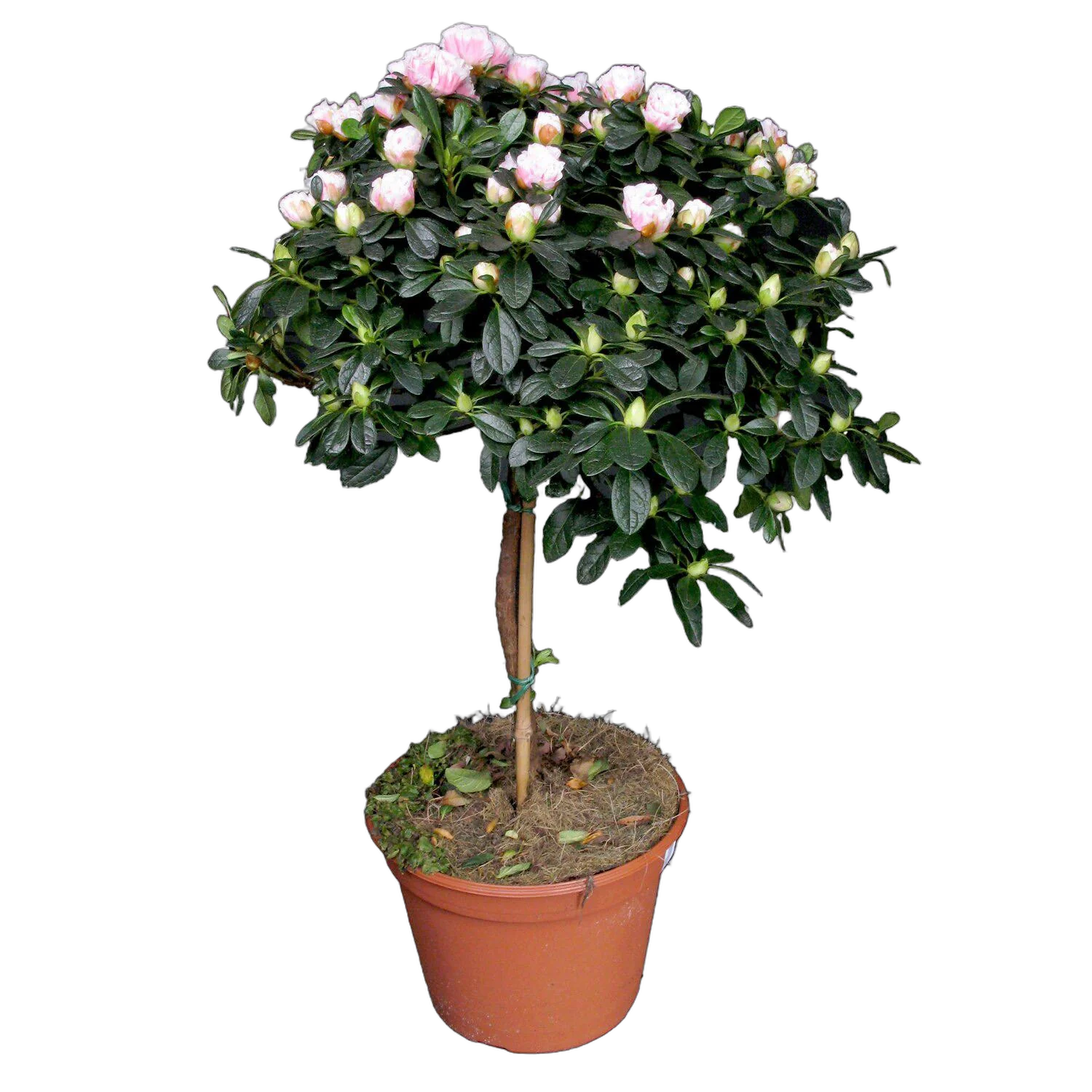 Азалия - Azalea D17 H65-70