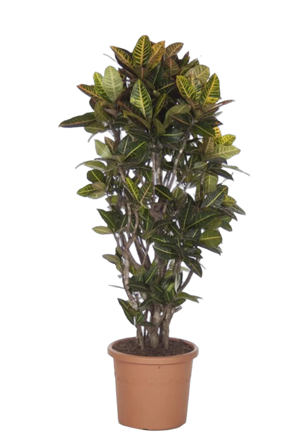 Кодиеум Петра - Kodieum Varigatum Petra D28 H160