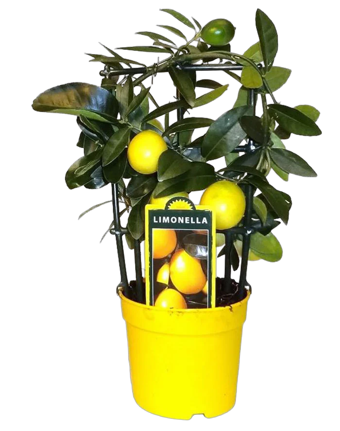 Лимон 40 см высота