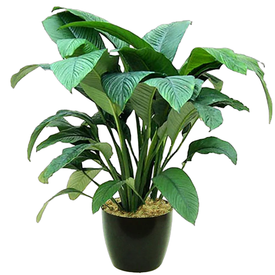 Спатифиллум Сенсация гигантский D24 H130