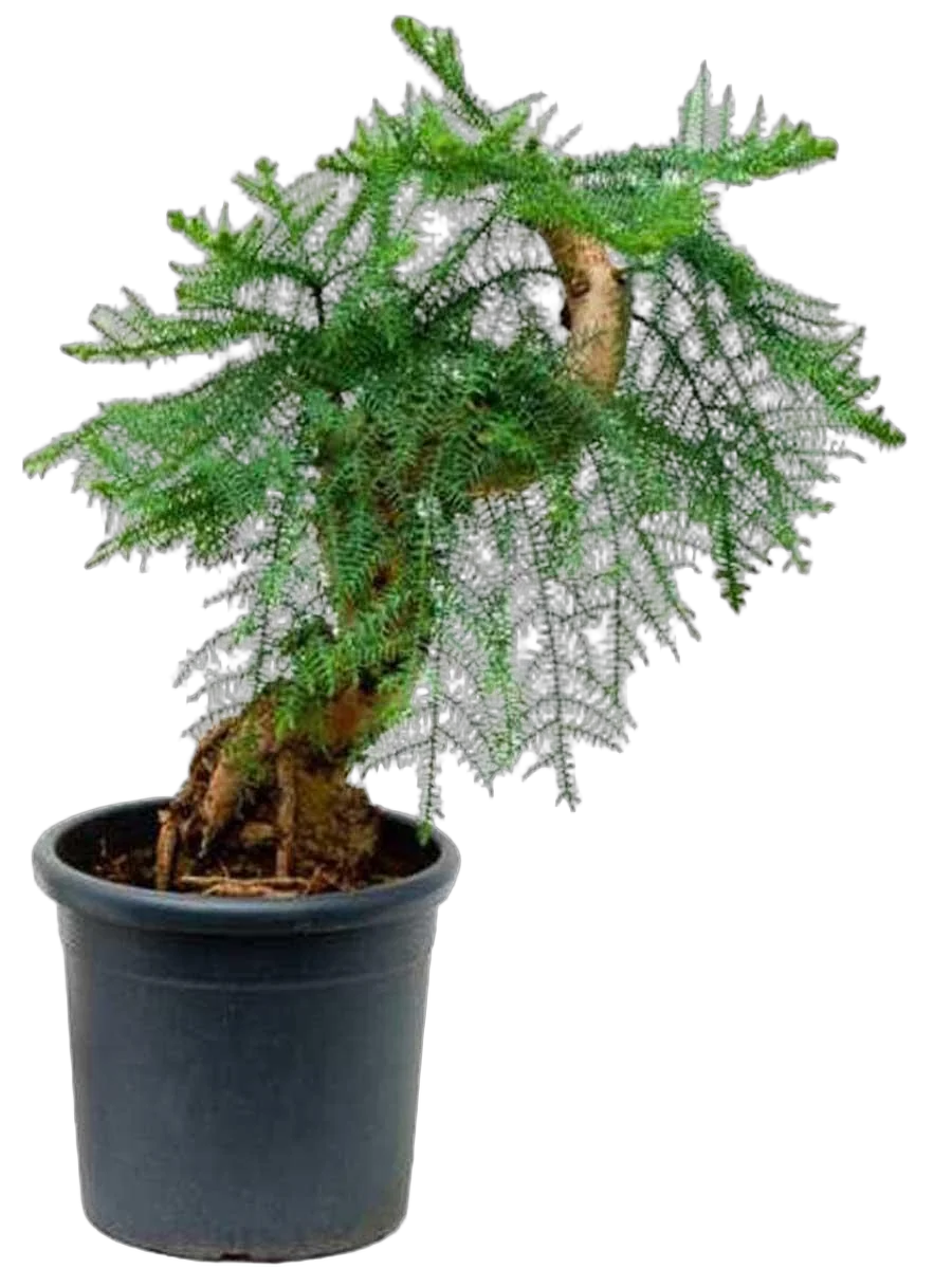 Бонсай Араукария- Bonsai Araucaria D25 H90