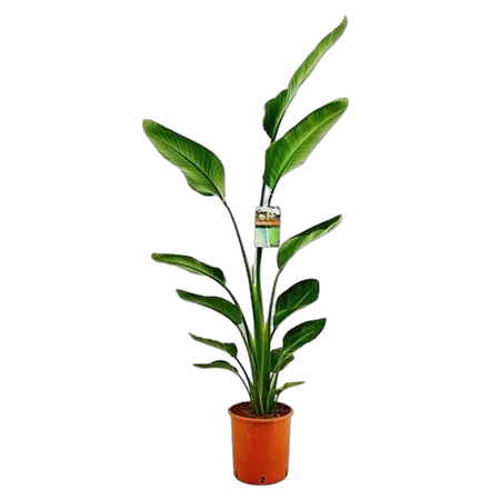 Стрелиция Августа - Strelitzia Augusta D24 H140