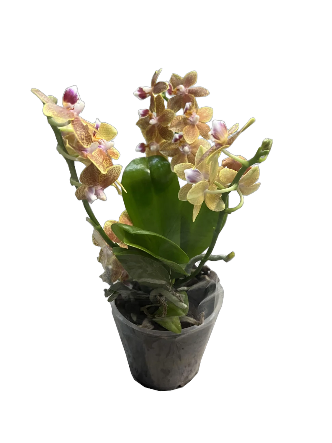Фаленопсис мини 3 цветоноса - Phalaenopsis D12 H20