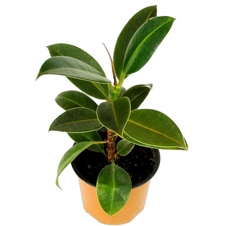Фикус Эластика (каучуконосный) Мэлани - Ficus elastica "Melany" D17 H30
