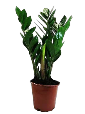 Замиокулькас - Zamioculcas zamiifolia D14 H40