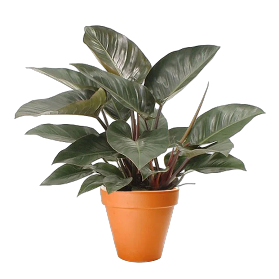 Филодендрон Конго Ред - Philodendron Congo Red  D20 H50
