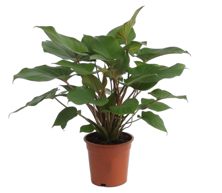 Гомаломена (Хомаломена) Рубесценс Мэгги - Homalomena rubescens Maggy D12 H30