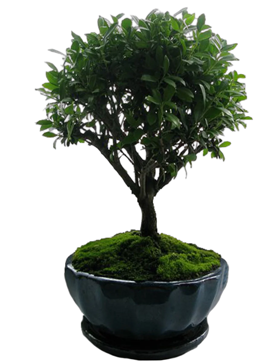 Бонсай Падуб (илекс/ilex) — Дуб каменный D25 H35