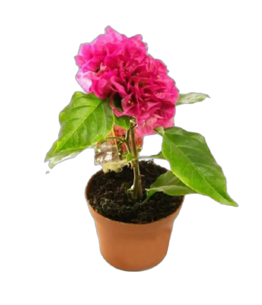 Бугенвиллея - Bougainvillea D10 H20