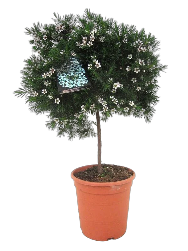 Хамелациум - Chamelaucium D17 H50