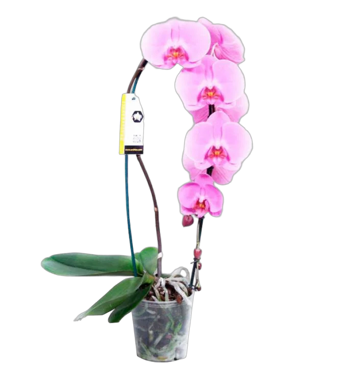 Каскадный фаленопсис - Phalaenopsis Cascade Love Letter D12 H60