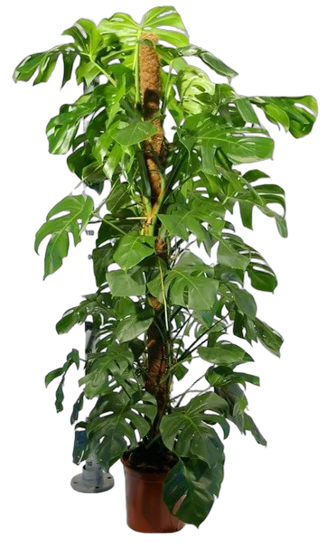 Монстера пертусум, привлекательная - Monstera Pertusum Mosspole D24 H140