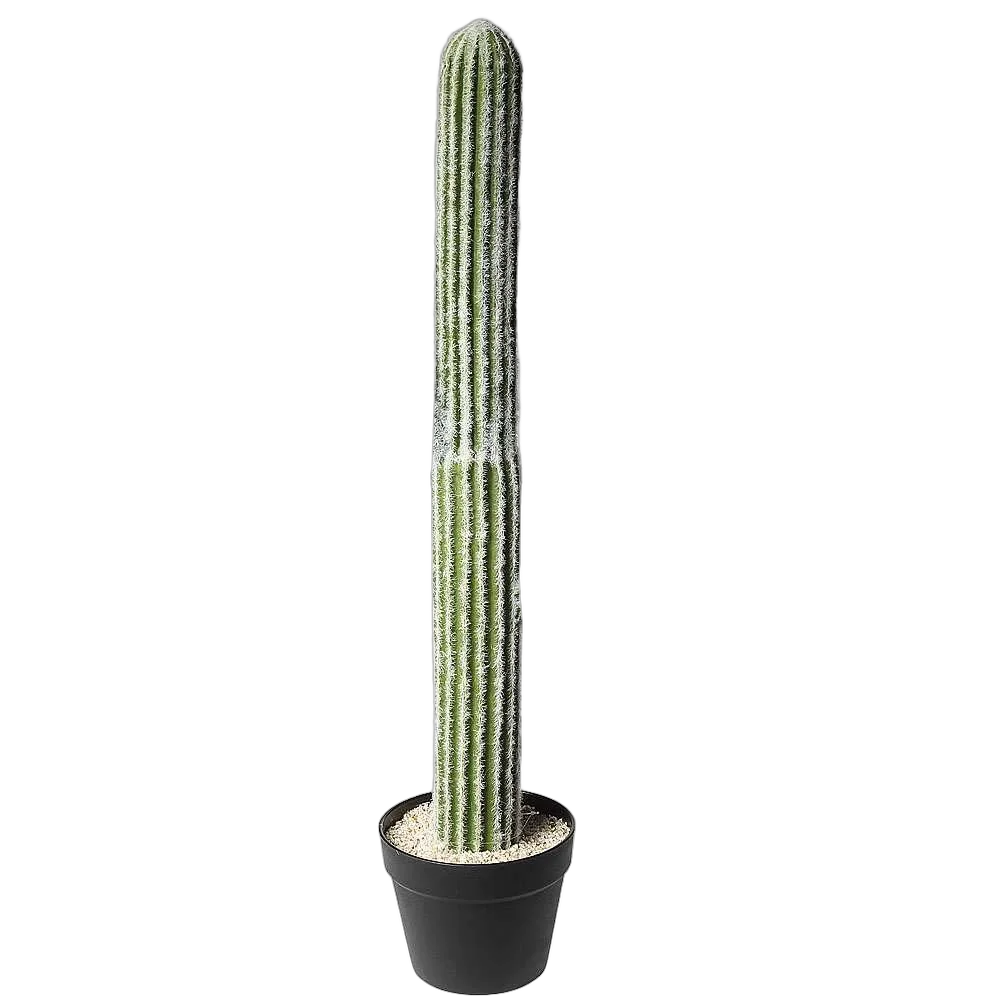 Пахицереус Прингля - Pachycereus pringlei D35 H140