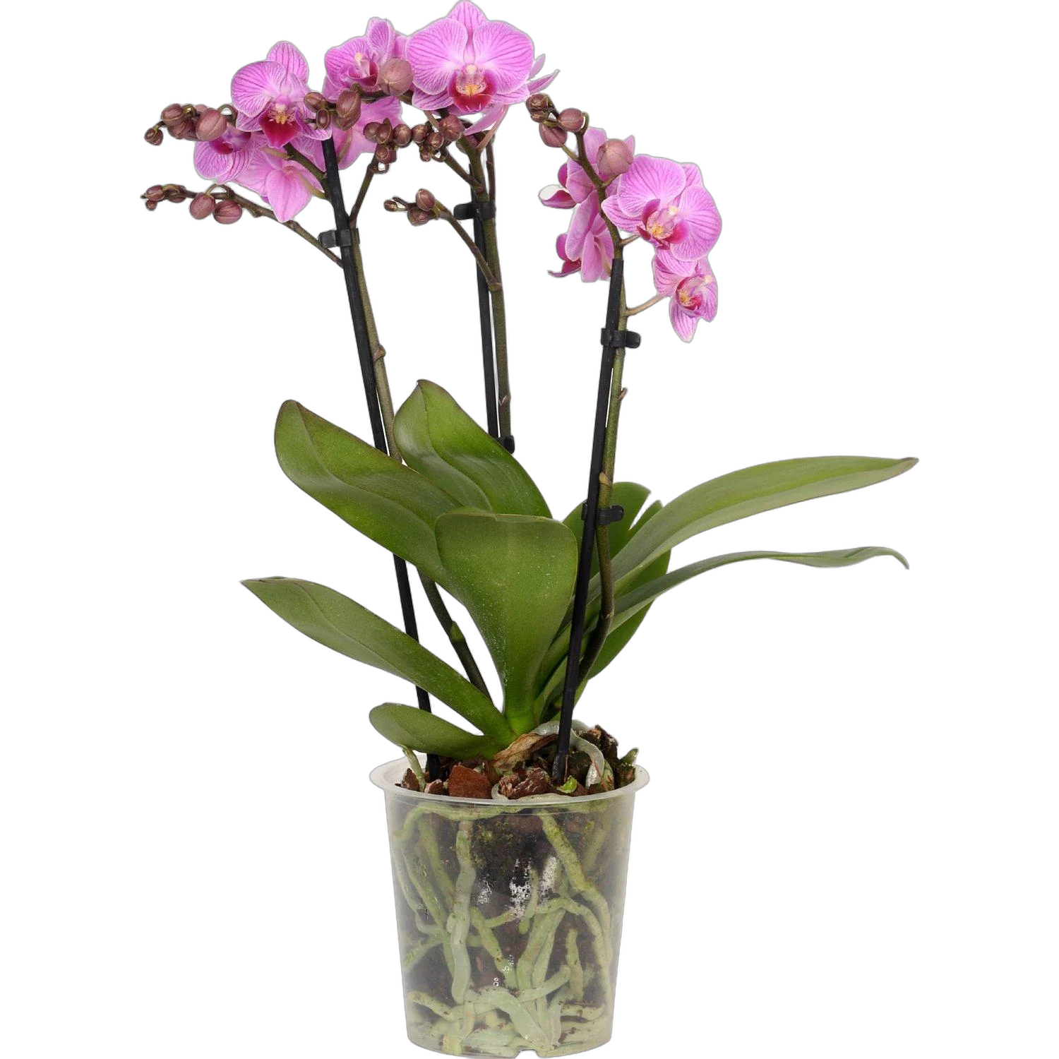 Фаленопсис 3 цветоноса - Phalaenopsis Bro Red King D12 H60