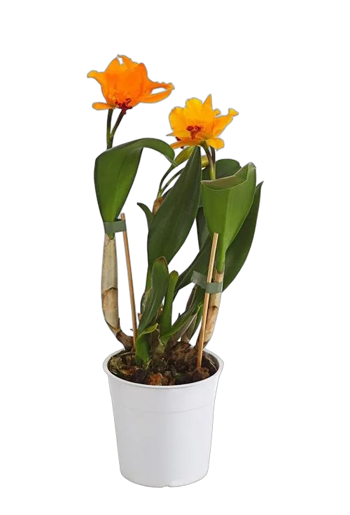 Каттлея - Cattleya D12 H35