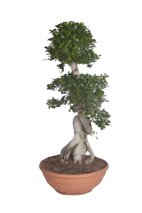 Бонсай Фикус Микрокарпа с закрученным стволом - Bonsai Ficus microcarpa D45 H140