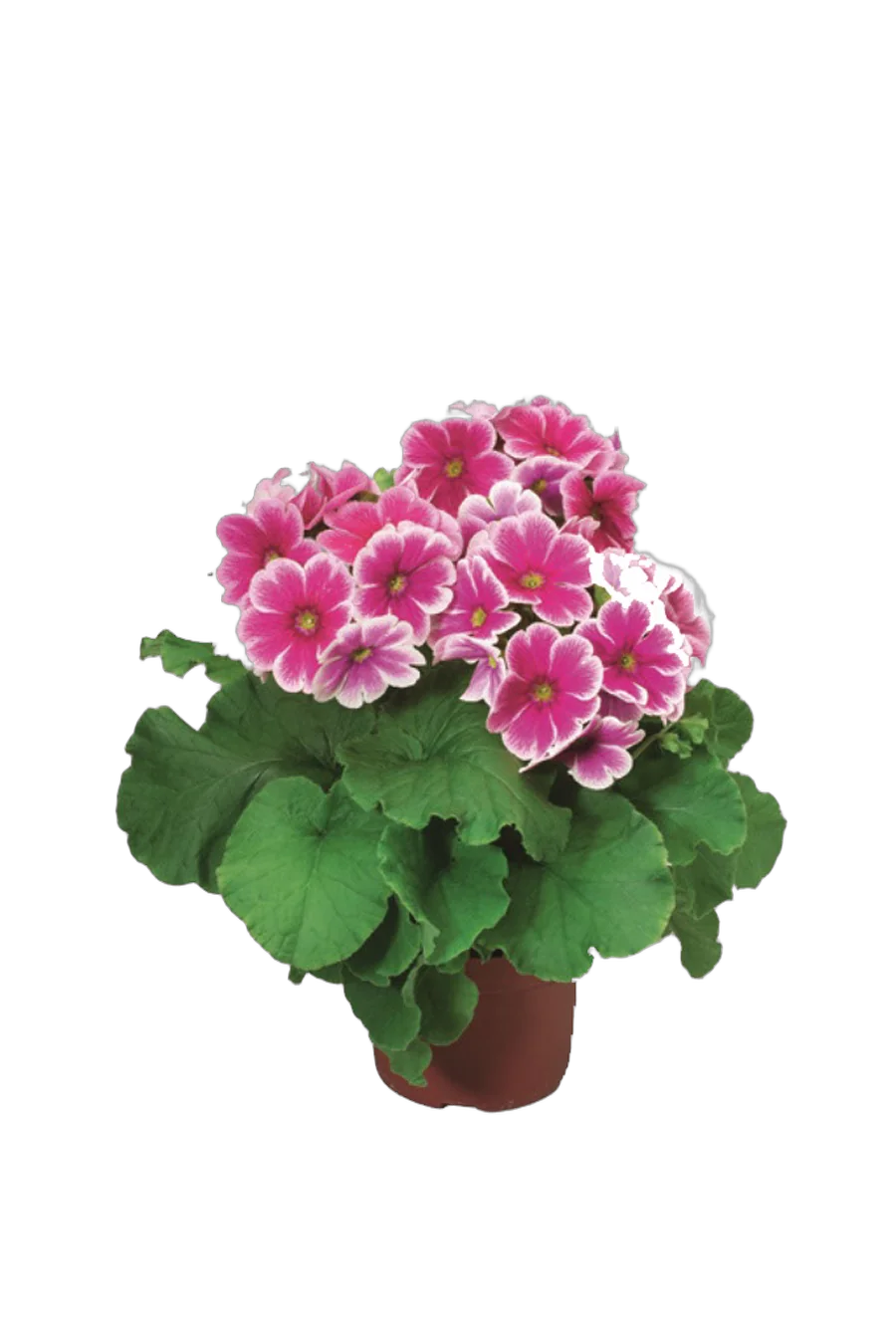 Примула обконика розовая - Primula D10 H27