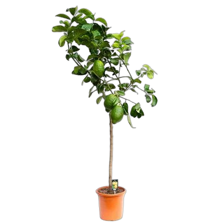 Цитрус бергамот - Citrus Bergamot On Stem D28 H150