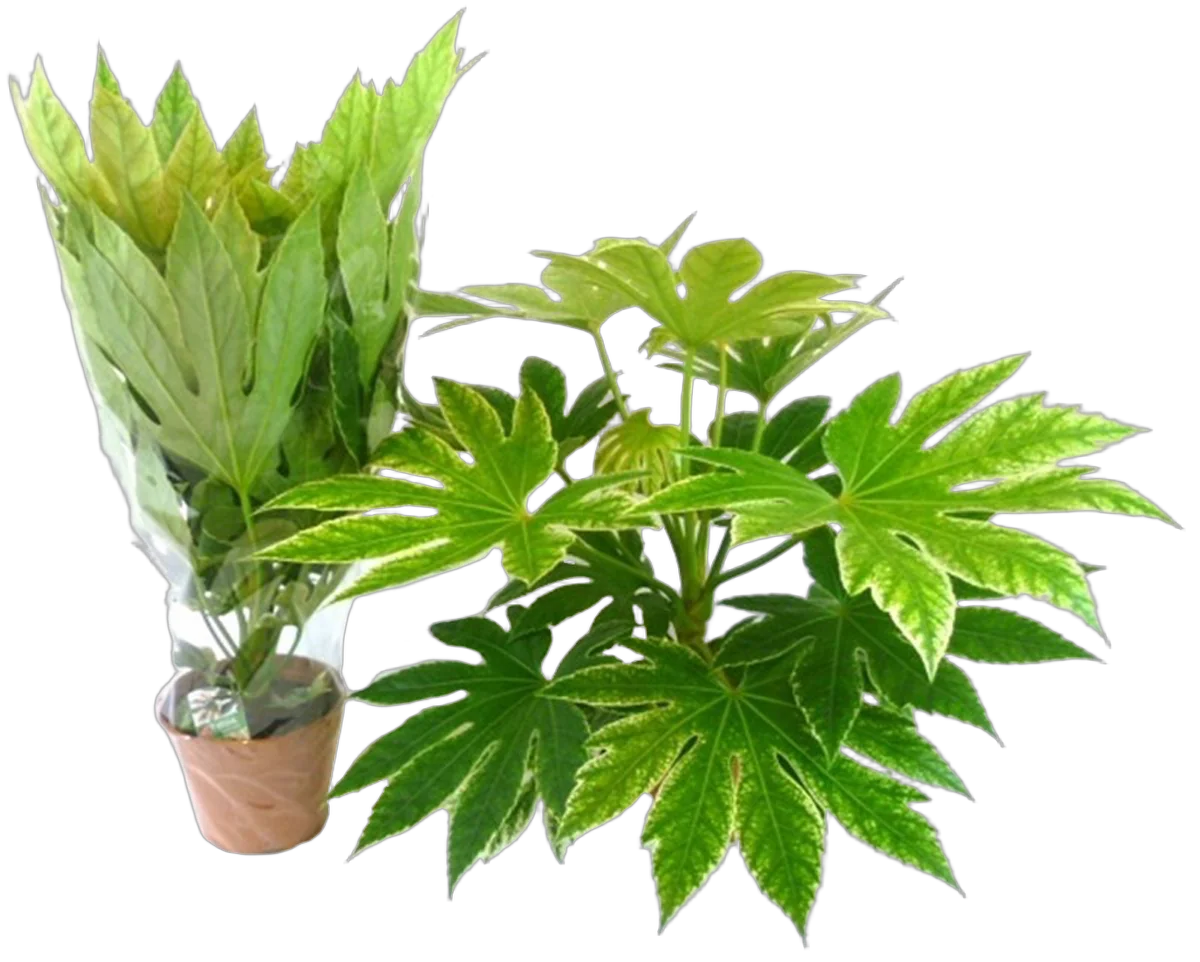 Фатсия японская - Fatsia japonica  D18 H70