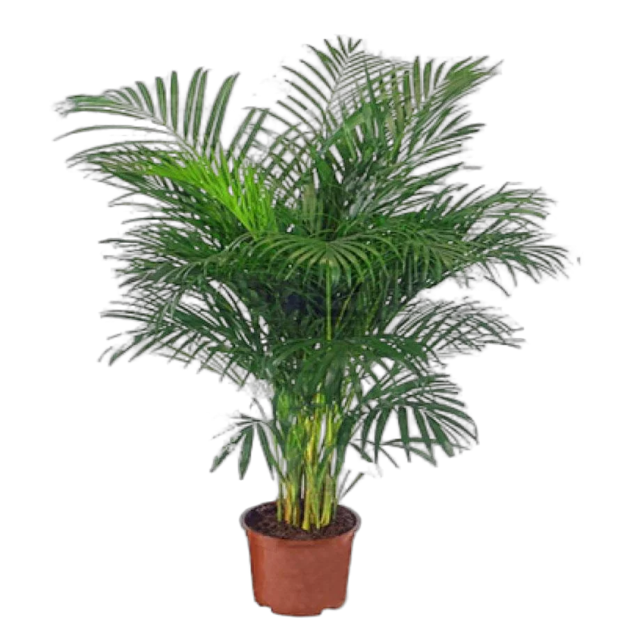 Пальма Арека D34 H180