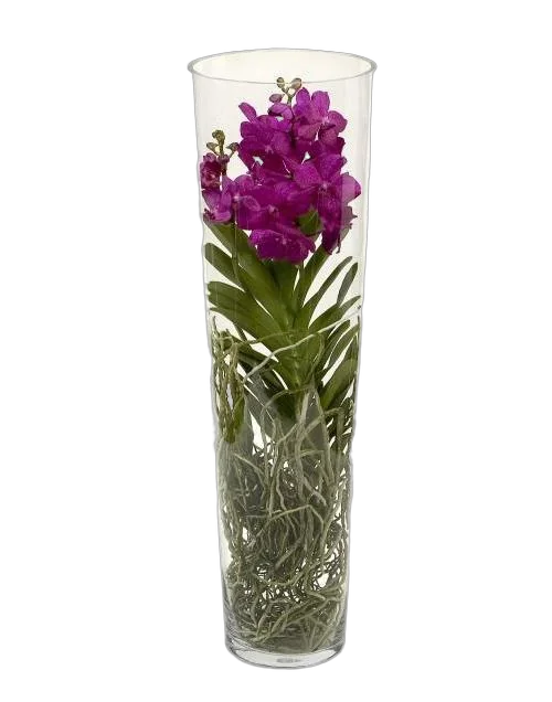 Ванда в вазе Лисан  - Vanda Lisanne D19 H70