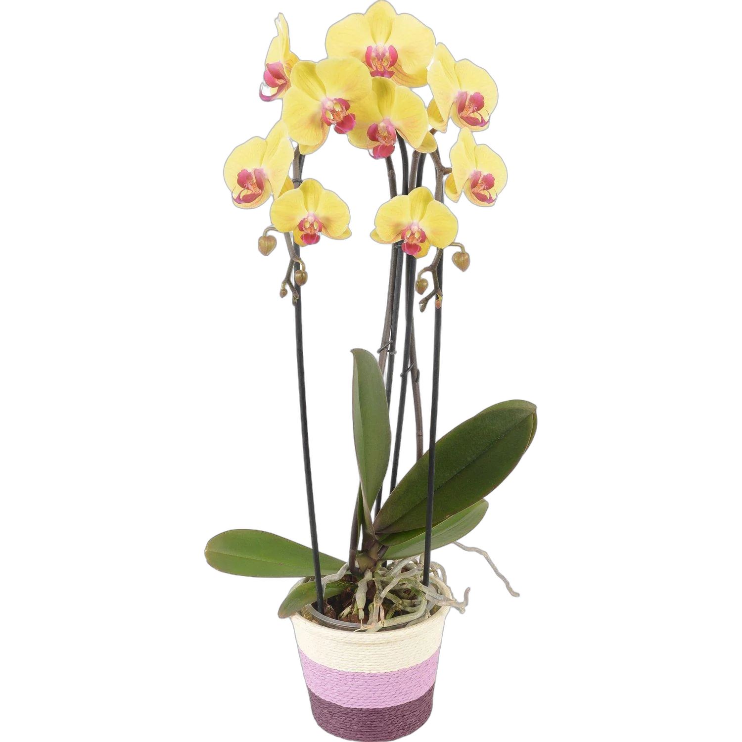 Каскадный фаленопсис - Phalaenopsis Cascade Jamaica D12 H60