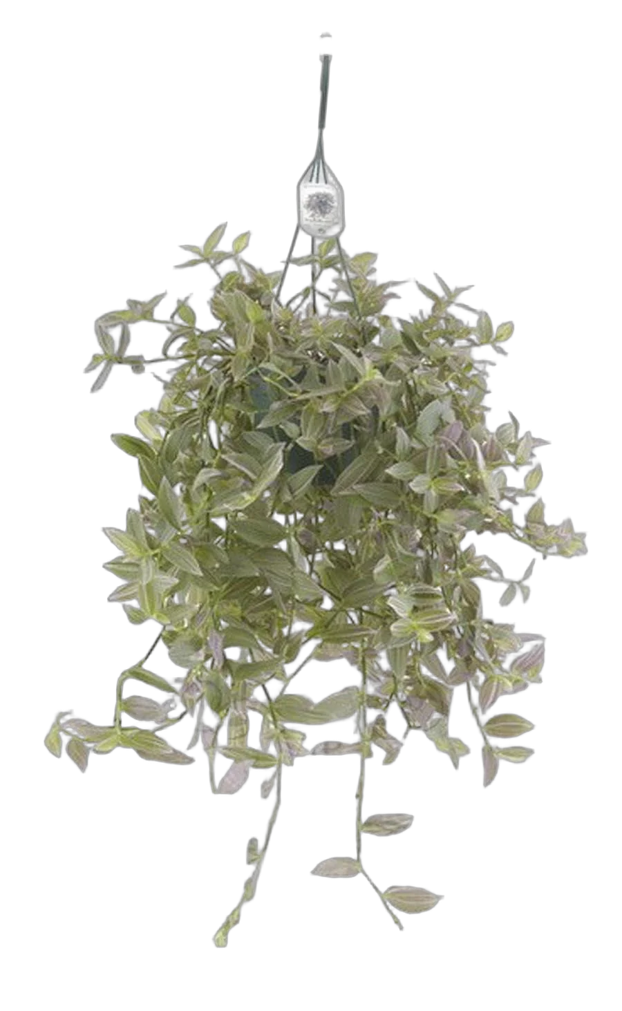 Традесканция - Tradescantia Fluminensis Pink Hill D18 H40