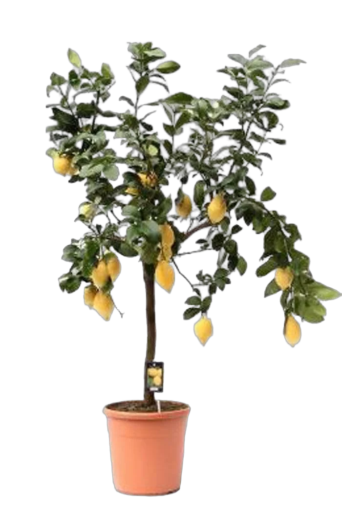 Лимонное дерево - Citrus limon D46 H160