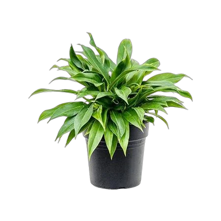 Филодендрон Селло - Philodendron Sellooum Bush D21 H45