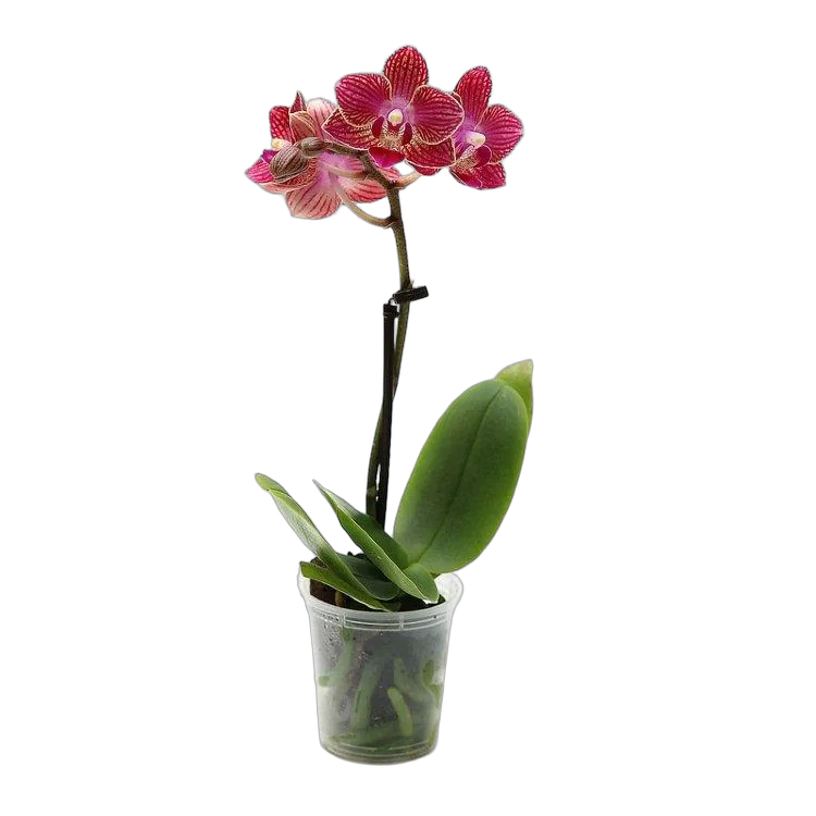 Фаленопсис мини 1 цветонос - Phalaenopsis Multiflora D9 H15