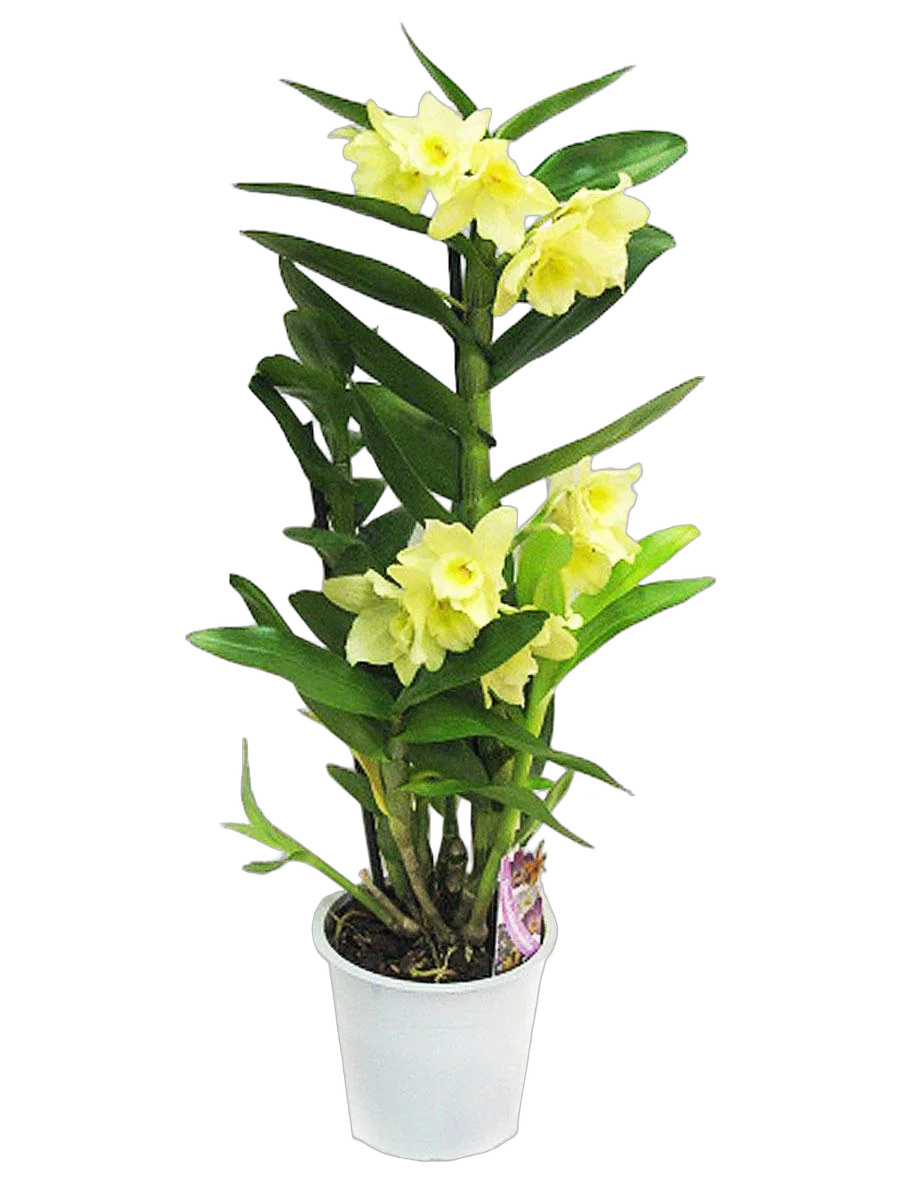 Дендробиум Нобиле желтый - Dendrobium nobile D12 H40