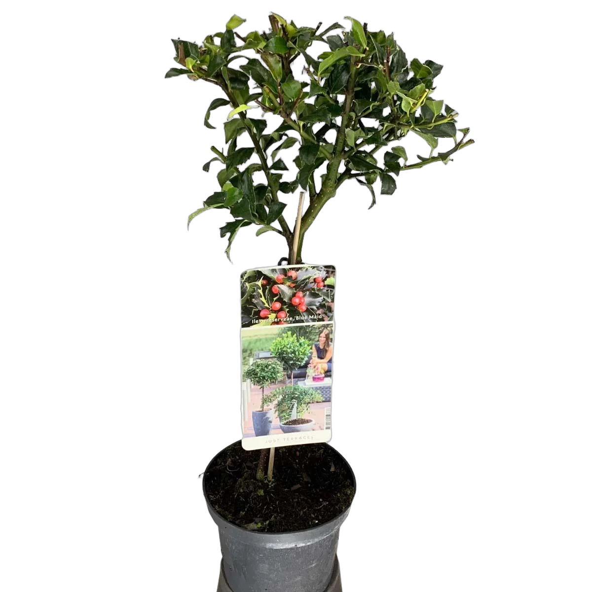 Падуб остролистный Аляска - Ilex aquifolium 'Alaska' D17 H55