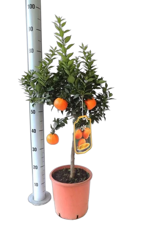 Апельсин Миртолистный - Citrus Chinotto D24 H90