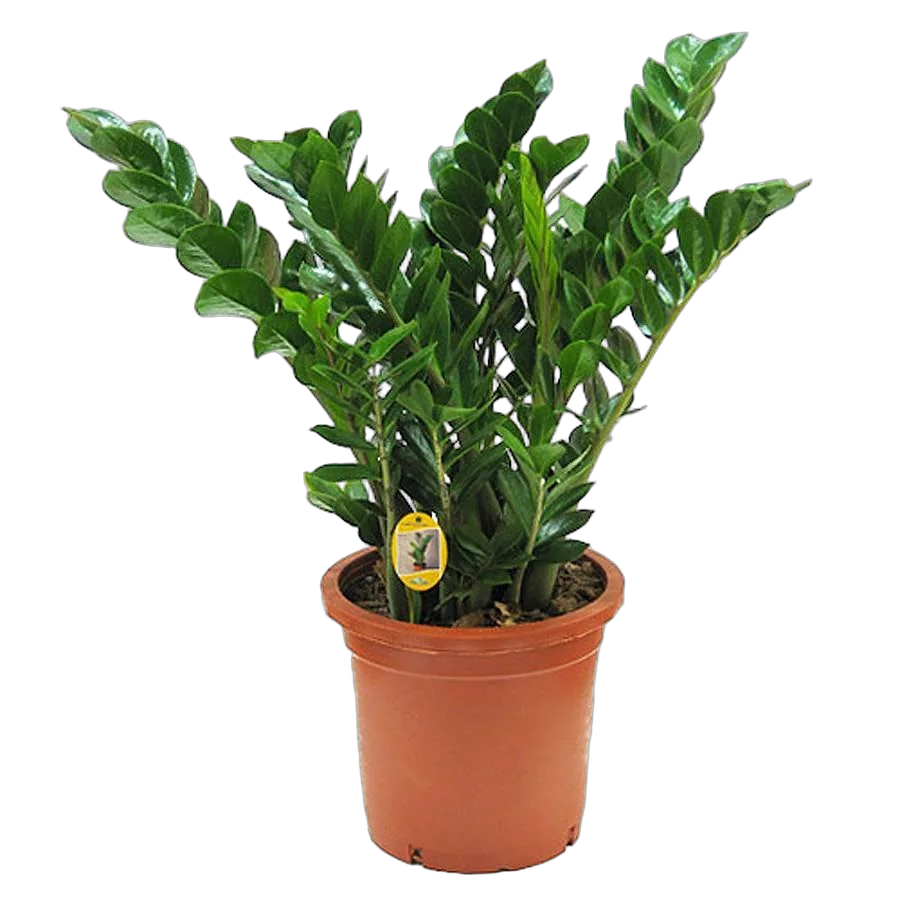 Замиокулькас - Zamioculcas zamiifolia D25 H90
