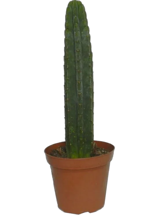 Трихоцереус крупноугольный - Trichocereus Macrogonus D21 H80