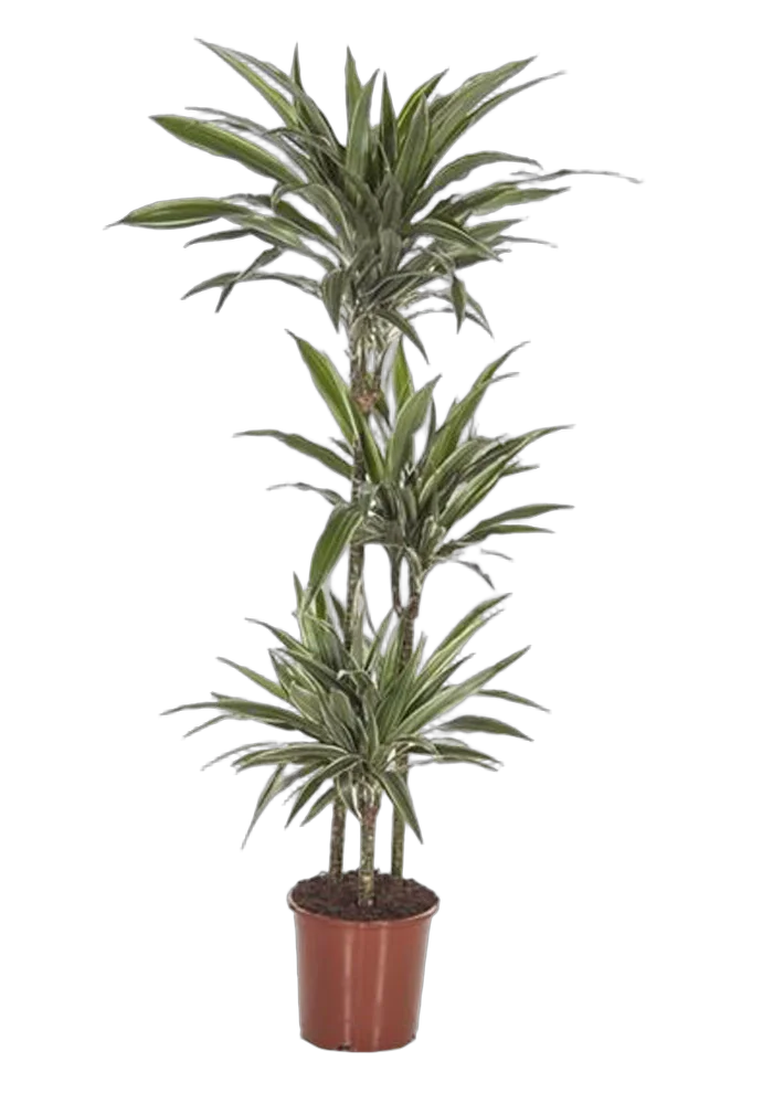 Драцена Варнески - Dracaena Warneckei D30 H160