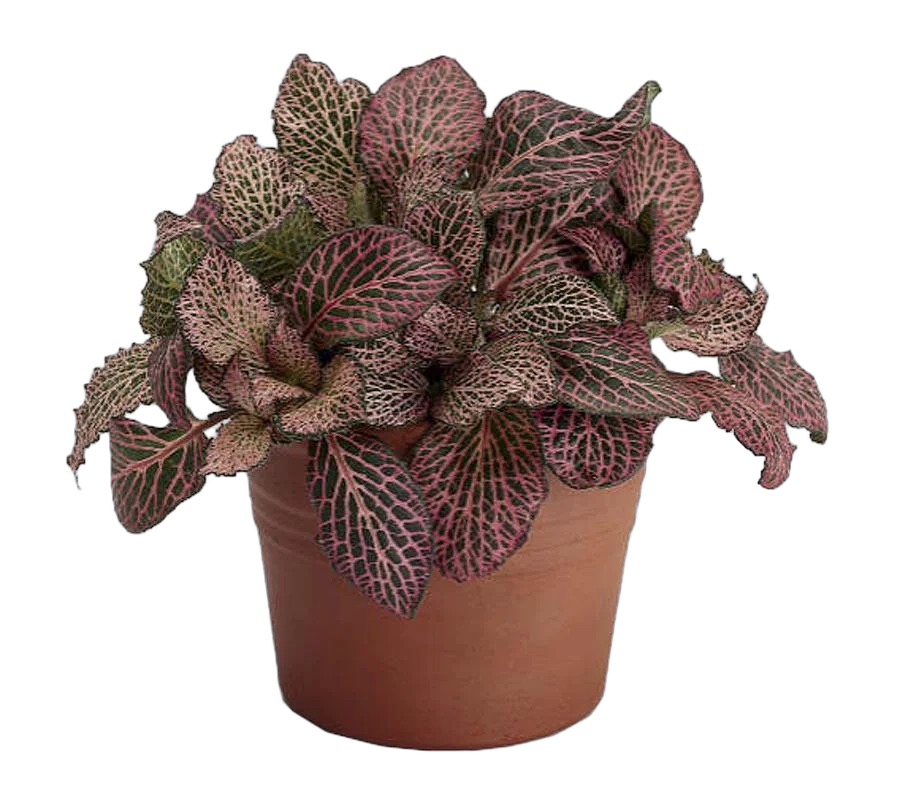 Фиттония Мозаик Революшн - Fittonia Mosaic Revolution D9 H15