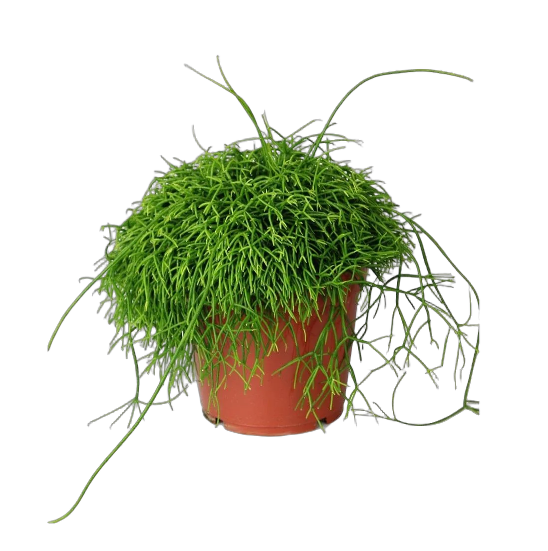 Рипсалис кассута пустоплодный - Rhipsalis cassutha Bambino D12 H15