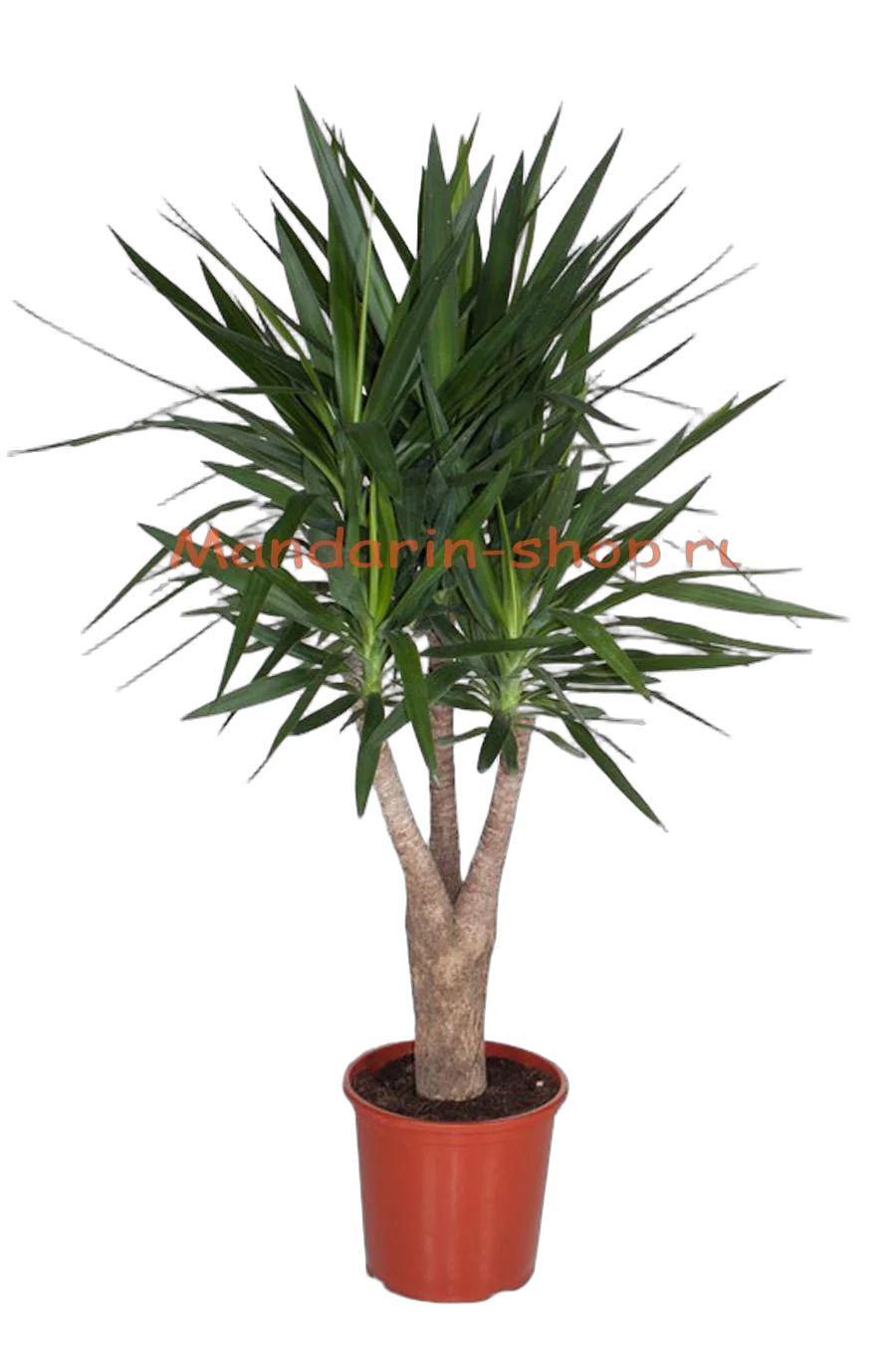 Пальма Юкка - Yucca Branched D32 H150