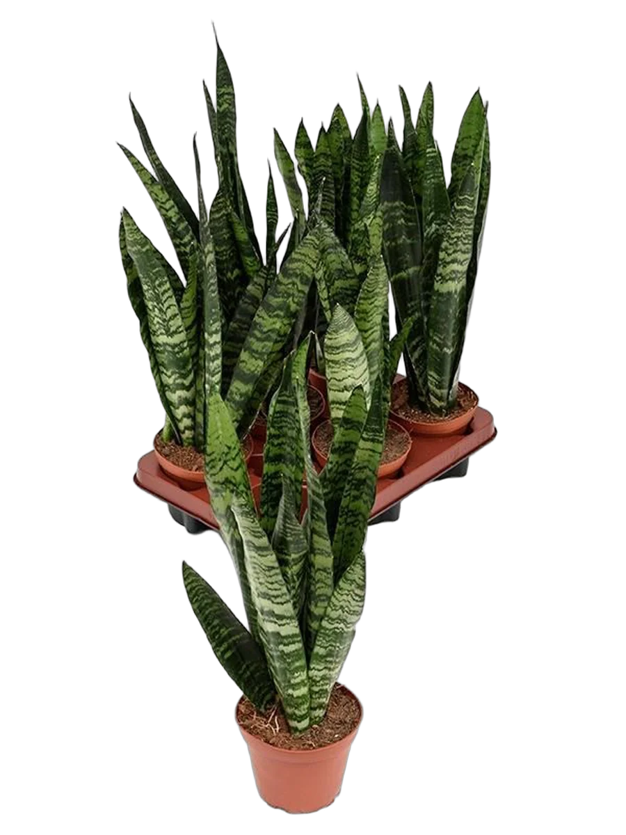 Сансевиерия трехполосая - Sansevieria trifasciata black tiger D18 H60