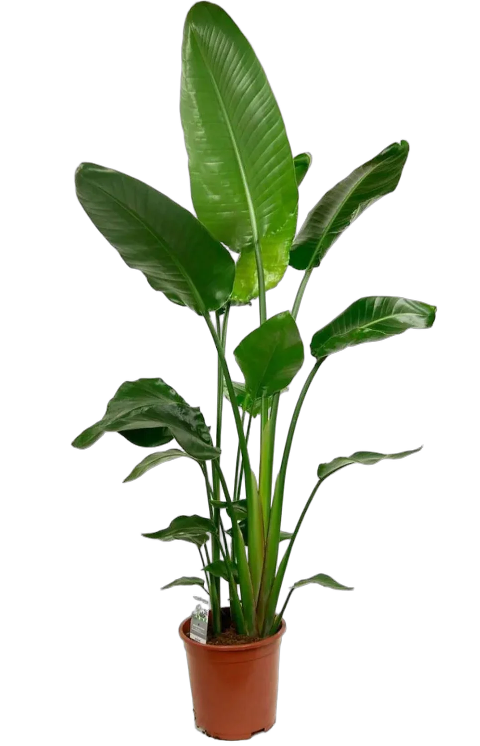 Стрелиция Николай - Strelitzia Nicolai D22 H130