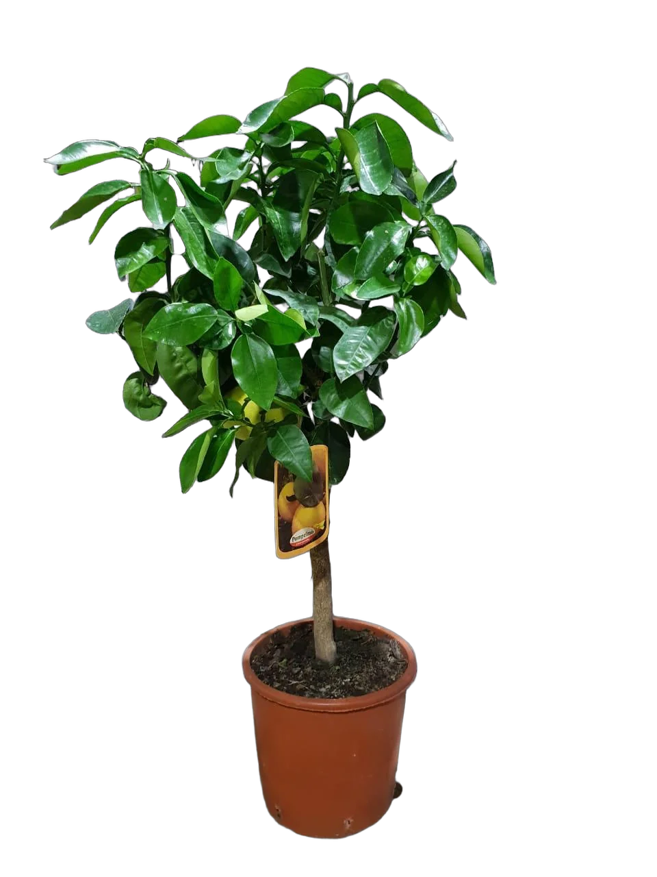 Цитрус Грейпфрут - Citrus paradisi D24 H90