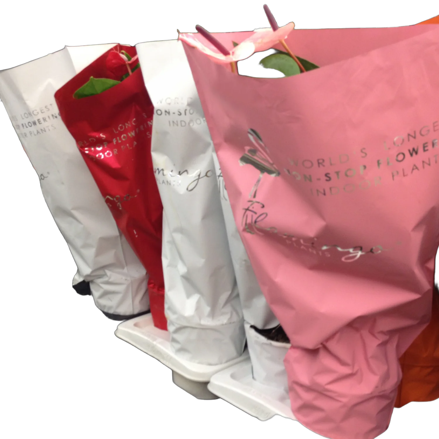 Антириум в подарочных пакетах микс D20 H60